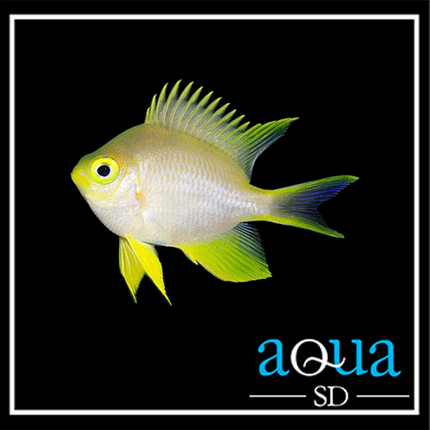 Staghorn Damsel; Yellow - Amblyglyphidodon ternatensis