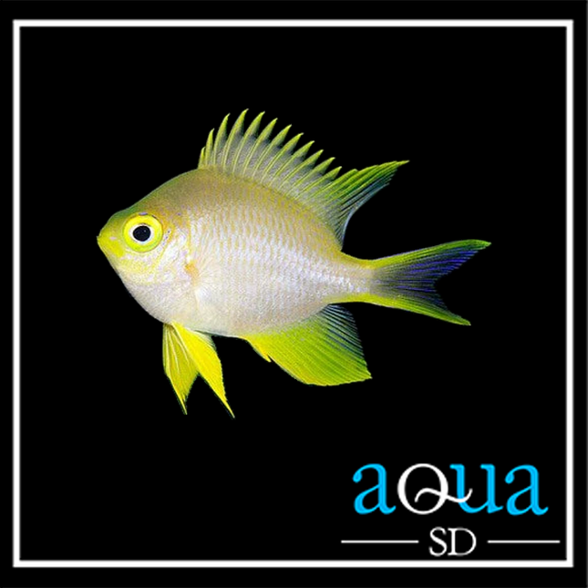 Staghorn Damsel; Yellow - Amblyglyphidodon ternatensis