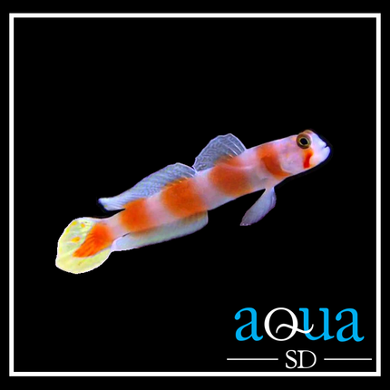 Orange Banded Prawn Goby - Amblyeleotris steinitzi