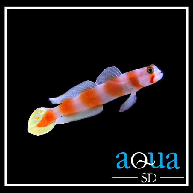 Orange Banded Prawn Goby - Amblyeleotris steinitzi