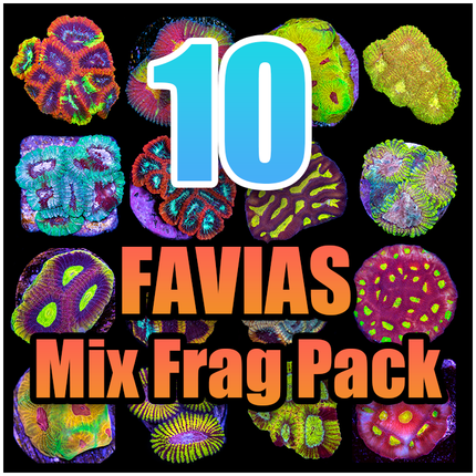 10 Assorted Favias Mix Frag Pack
