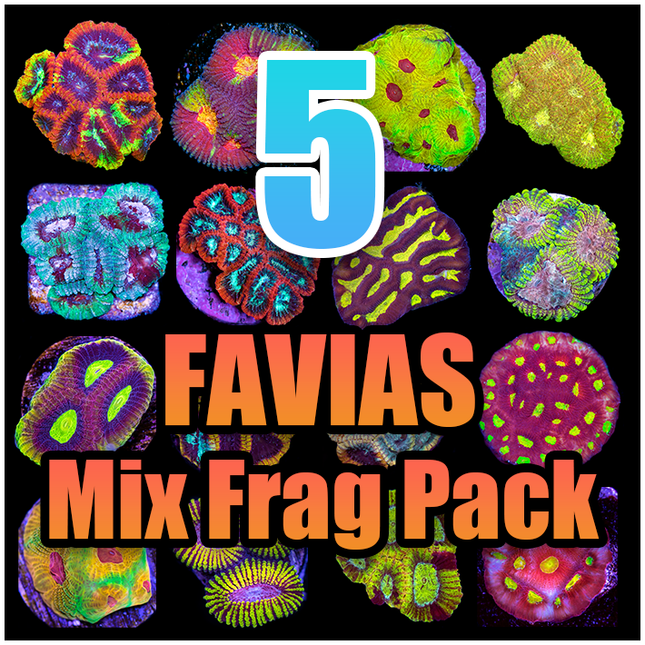 5 Assorted Favias Mix Frag Pack