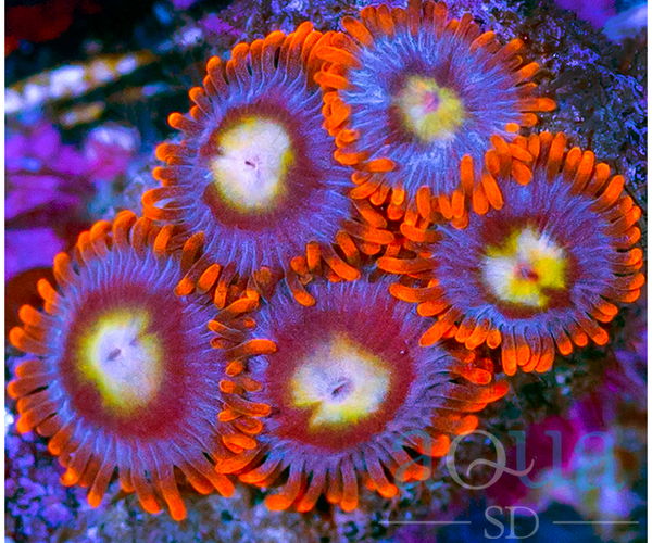 Fire On Ice Zoanthids – Aqua SD