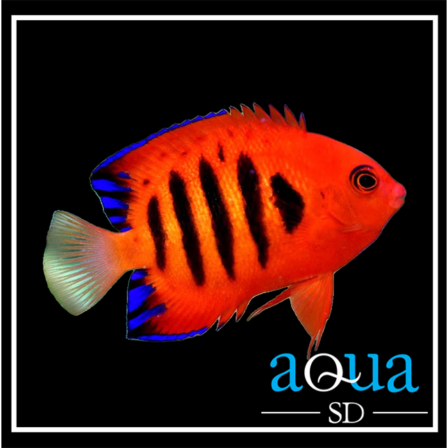 Flame Angelfish (Centropyge acanthops)
