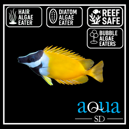 Foxface; Yellow - Siganus vulpinu