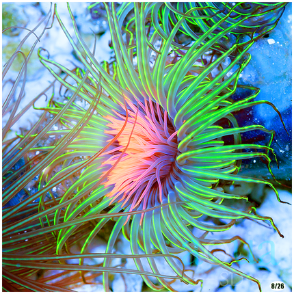 Freak of Nature Tube Anemone - Multiples Available