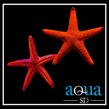 Red Fromia Starfish