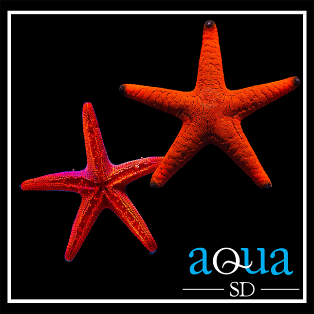 Red Fromia Starfish