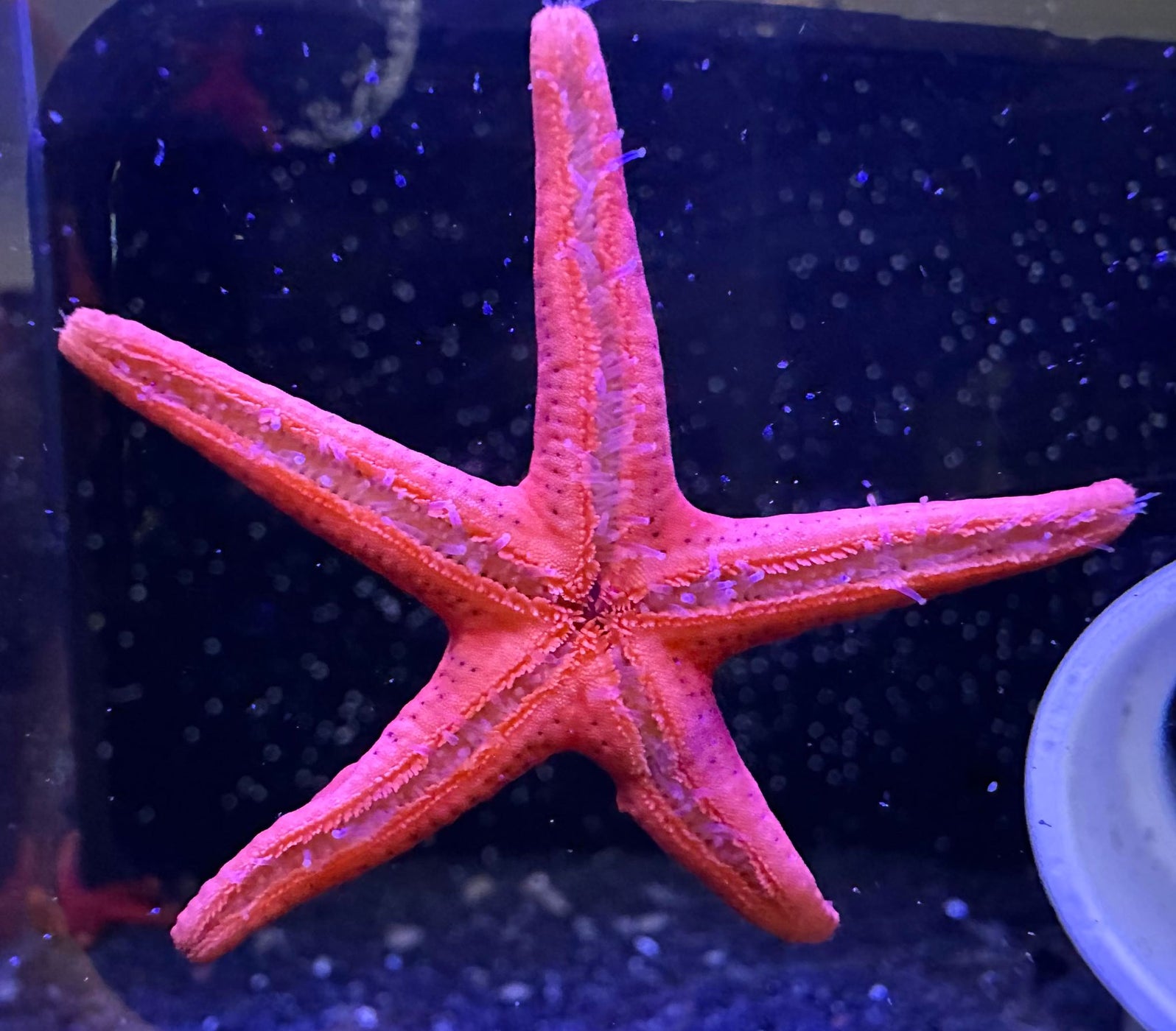 Red Fromia Starfish Multiples Available invert Aqua SD