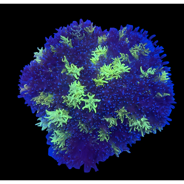 IW Large Fuzzy Magic Carpet Mushroom