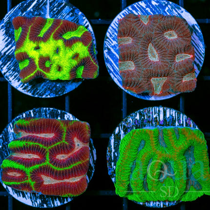 Super Sigma Platy Pack (Multiples Available)