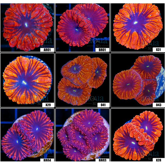 Black Hole Blasto Wellsi - Multiples Available