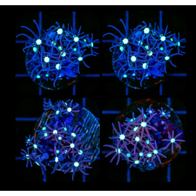 Purple Star Polyps - Multiples Available