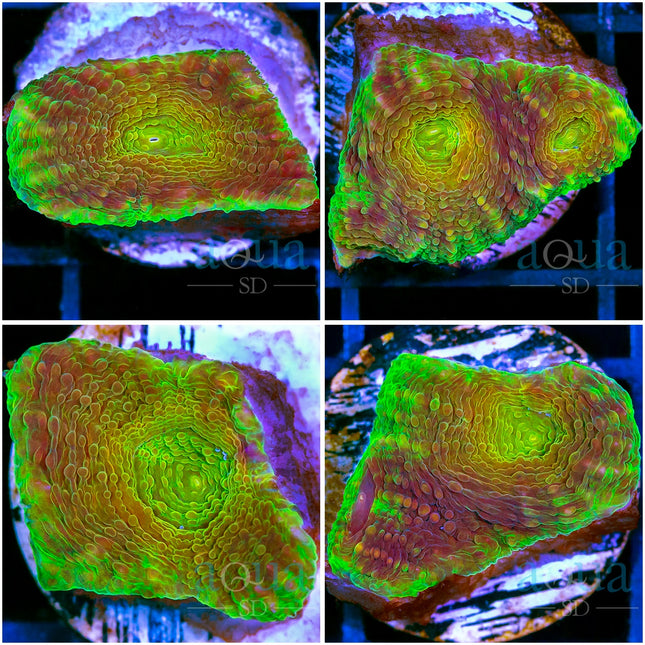 Gator Acan Enchinata - Multiples Available