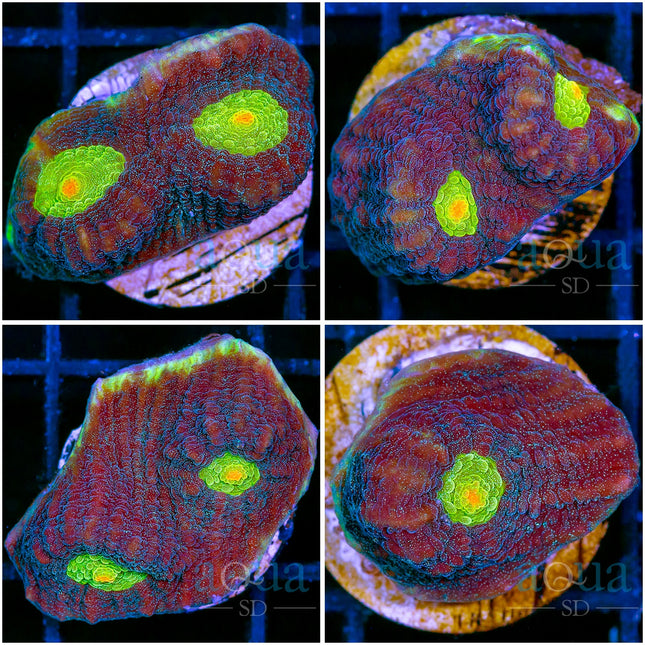 Gator Eyes Mycedium-Multiples Available