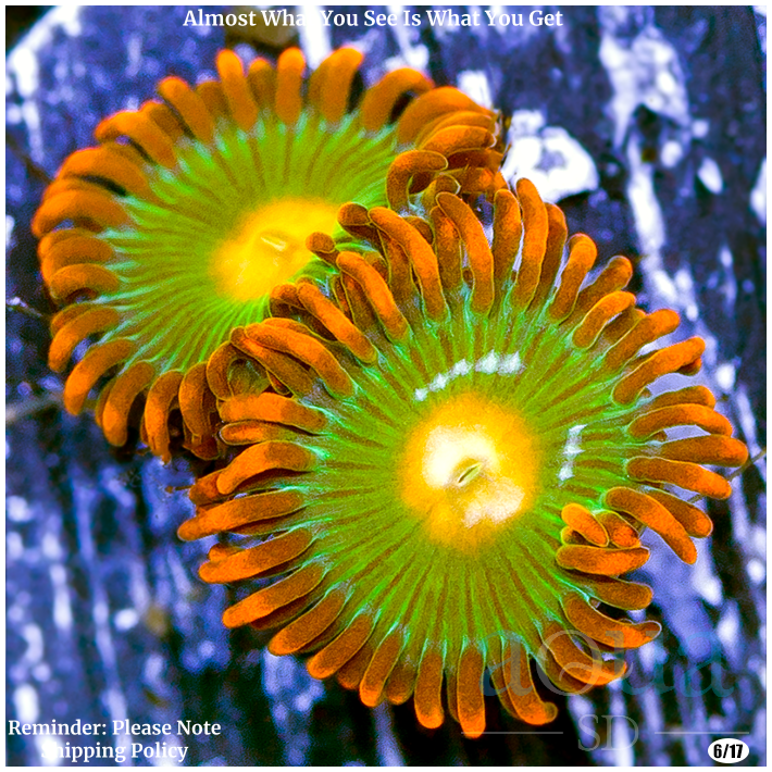 AquaSD Gatorade Zoas Corals For Sale Aqua SD