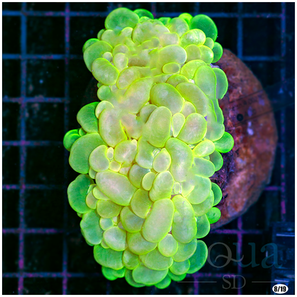 Glow in the Dark Bubble Coral