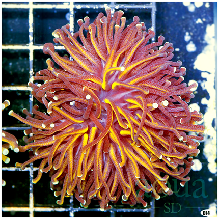 Gold Bar Torch Coral - Multiples Available