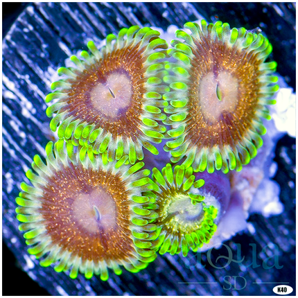 Gold Flakes Zoanthids