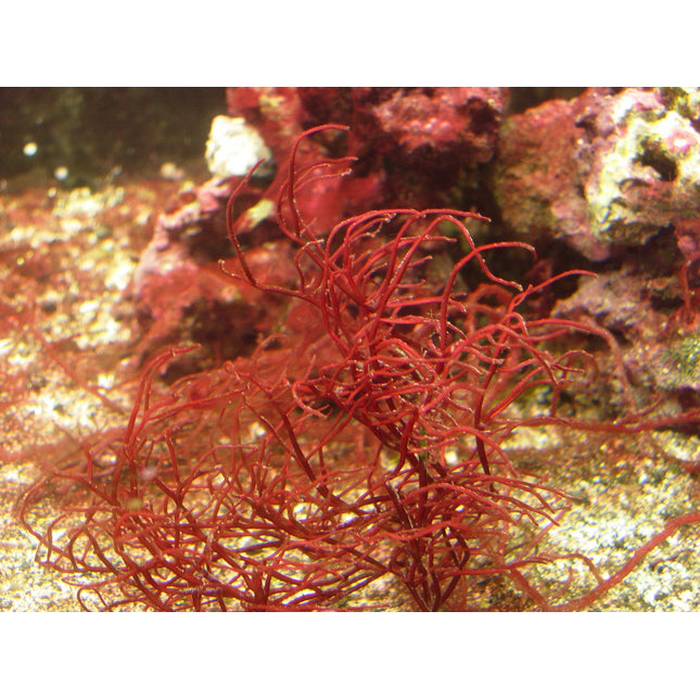 Gracilaria Macroalgae