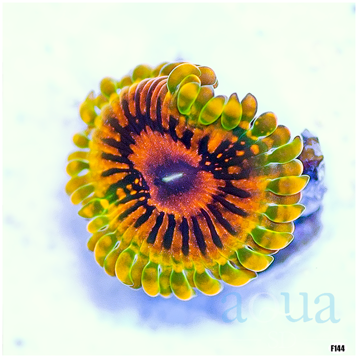 Grand Master Krakatoa Zoanthid Coral (GMK Zoa)