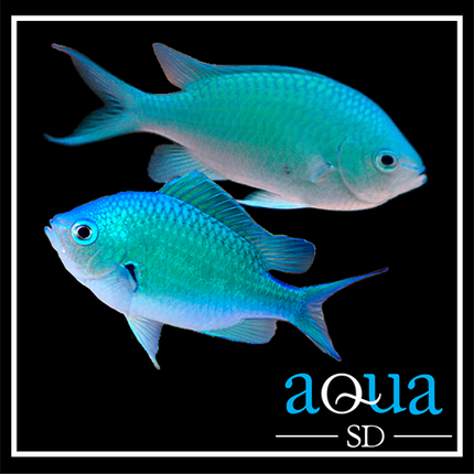 Green Chromis (Chromis viridis)