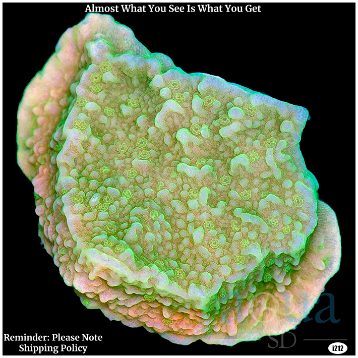 AquaSD | Green Monti Cap Multiples Available | Corals For Sale