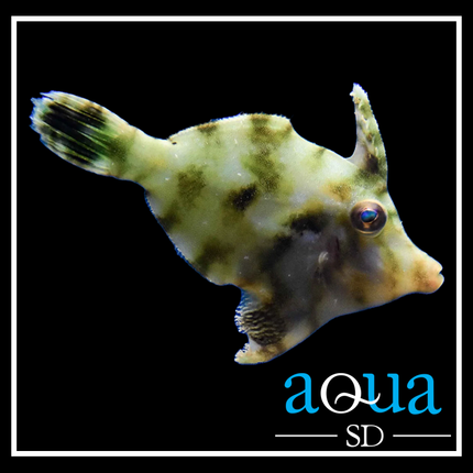 Green File; Atl. - Monacanthus ciliatus