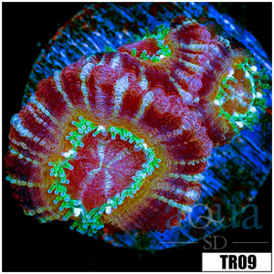 Descriptive image text