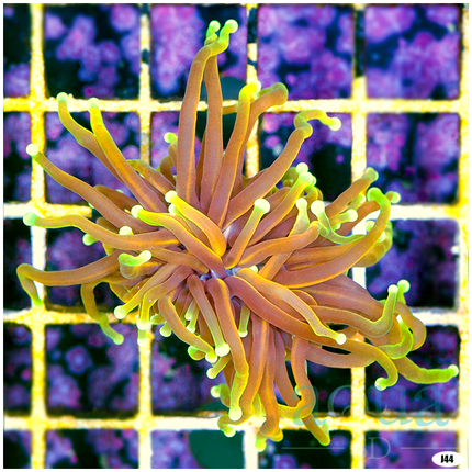 Hellfire Torch Coral