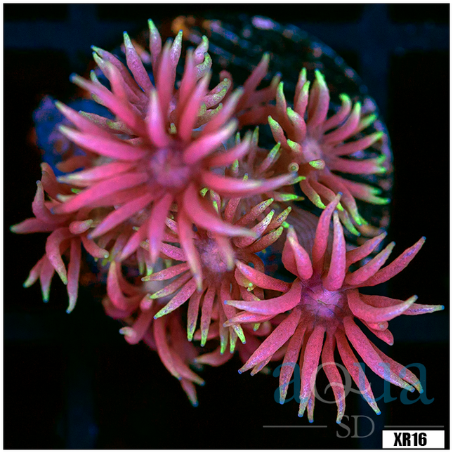 Pink Crusade Cyphastrea Chunk