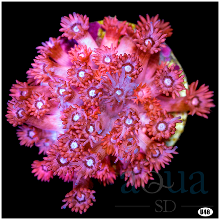 Pink Variation Goniopora - Multiples Available