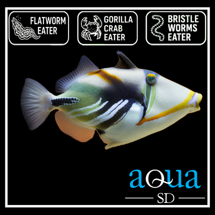 Humu Humu Trigger - (Rhinecanthus aculeatus)