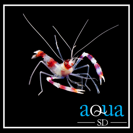 Coral Banded Shrimp - Stenopus hispidus