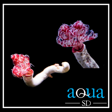 Cocoworm; Colored - Protula magnifica