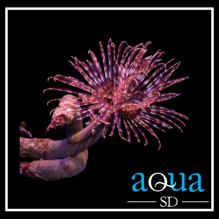 Feather Duster (Sabellastarte sp.)