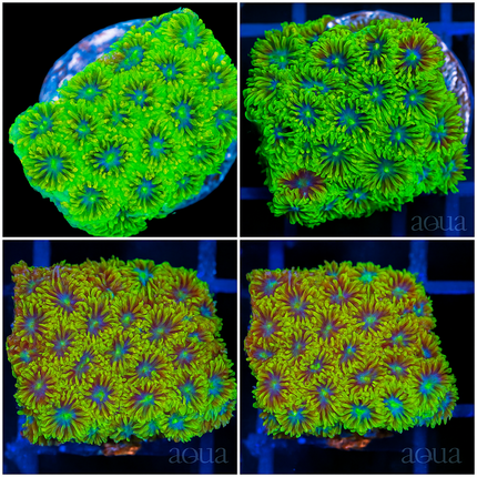 Emerald Dream Leptastrea - Multiples Available