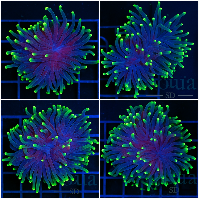 Flashlight Torch - Multiples Available