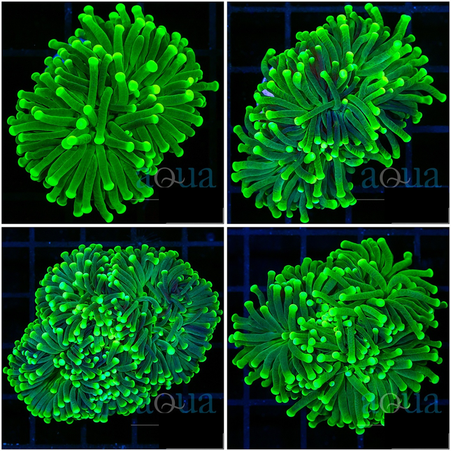 Full Toxic Torch - Multiples Available