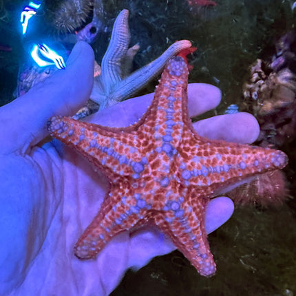 Bahama Sea Star