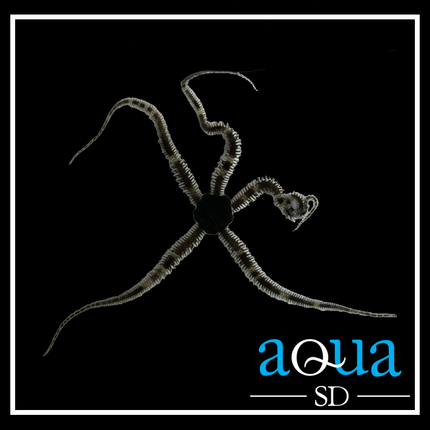 Brittle Star - Ophiarachna incrassata