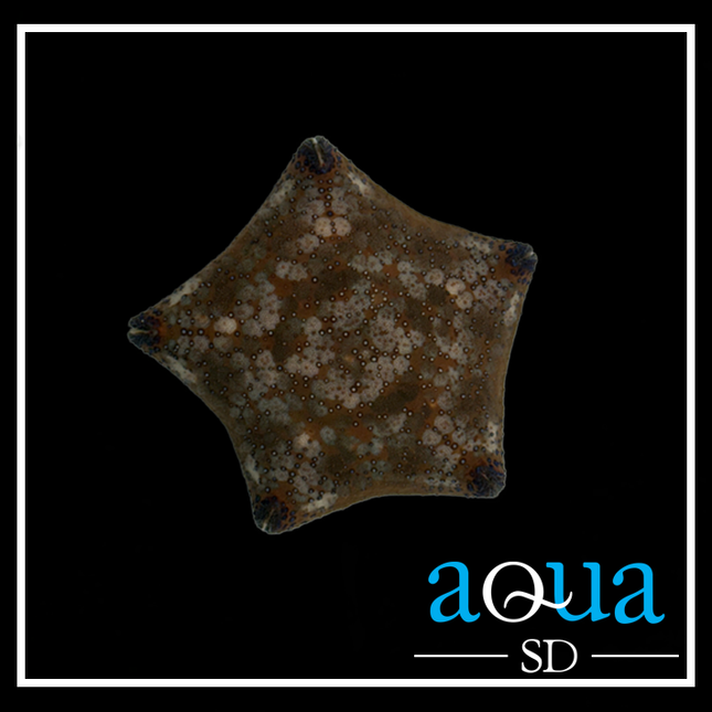 Cushion Starfish (Culcita novaeguineae)