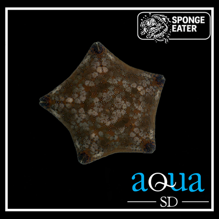 Cushion Starfish (Culcita novaeguineae)