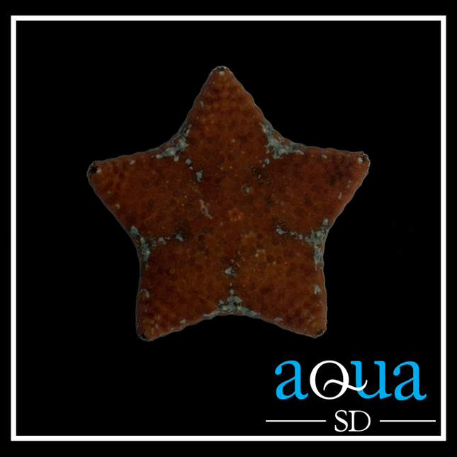 Red Cushion Starfish (Culcita novaeguineae)