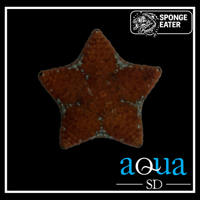 Red Cushion Starfish - Culcita novaeguineae