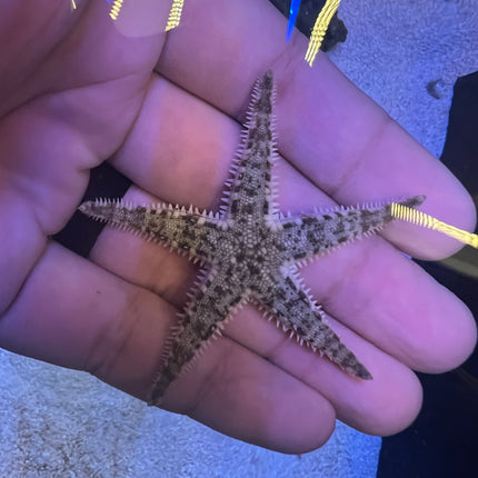 Sand Sifting Starfish invert