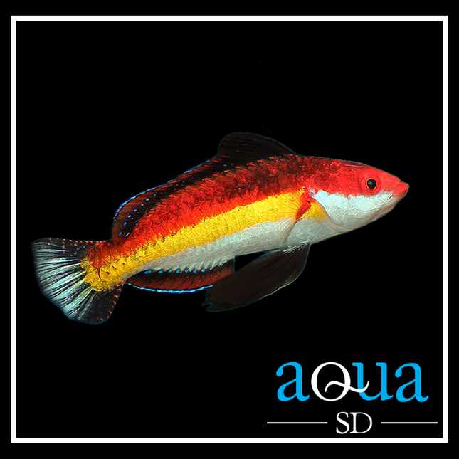 Naokos Fairy Wrasse