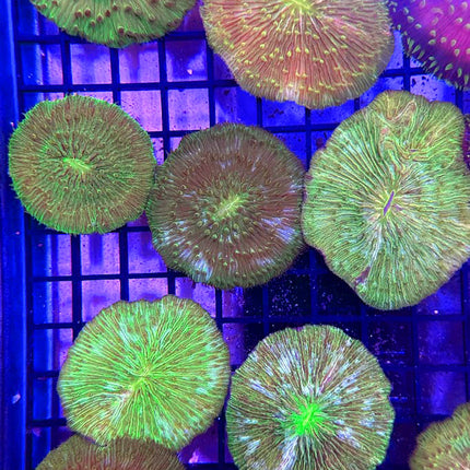 Neon Green Plate Coral (Egg Crate Behind is 3 Squares = 2'') - Multiples Available