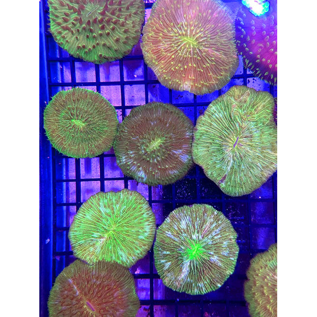 Neon Green Plate Coral (Egg Crate Behind is 3 Squares = 2'') - Multiples Available