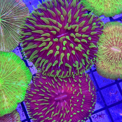 Jokers Plate Coral (Egg Crate Behind is 3 Squares = 2'') - Multiples Available